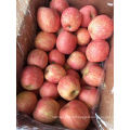 Hot Sale New Crop Fresh FUJI Apple From China High Quality